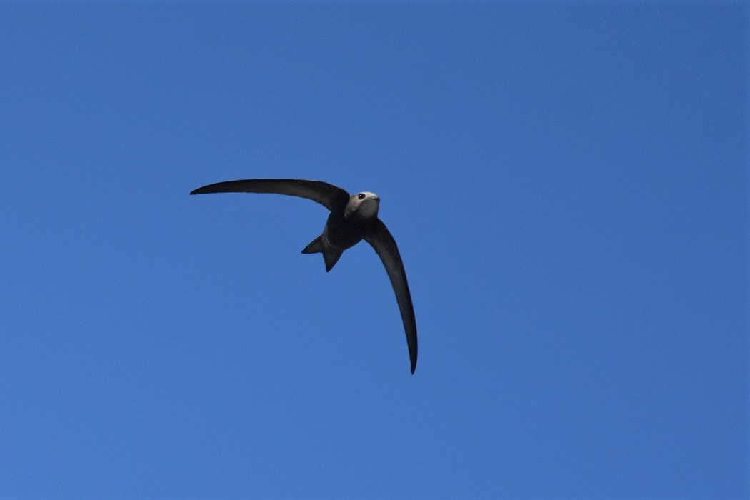 Pallid Swift